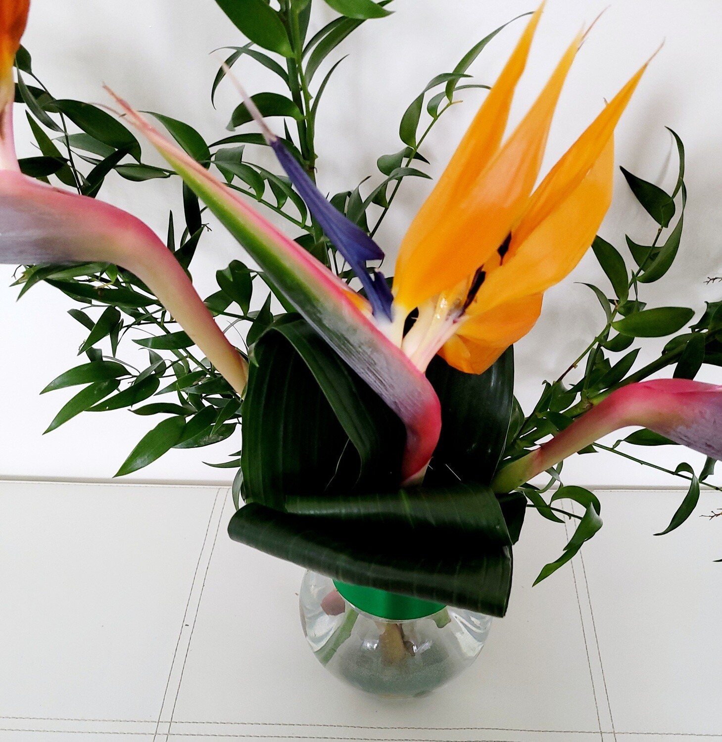 Strelitzia