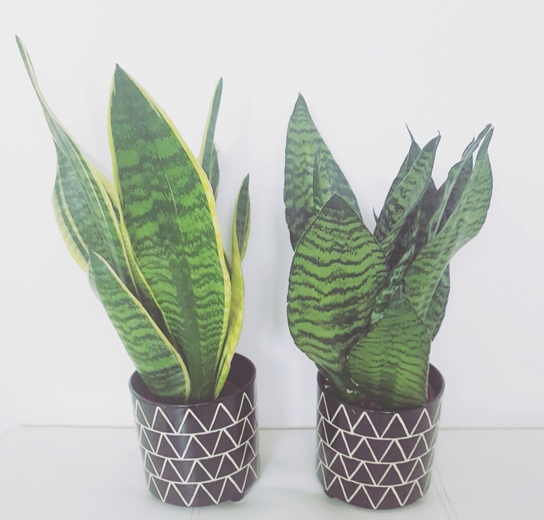 Snake Plant