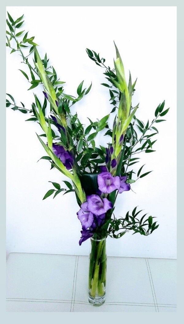 Gladiolus