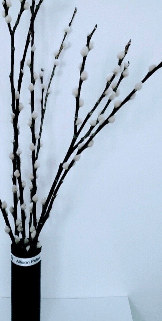 Pussy Willows