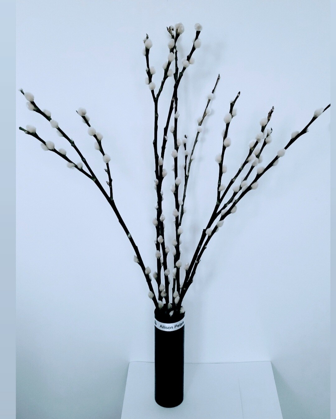 Pussy Willows