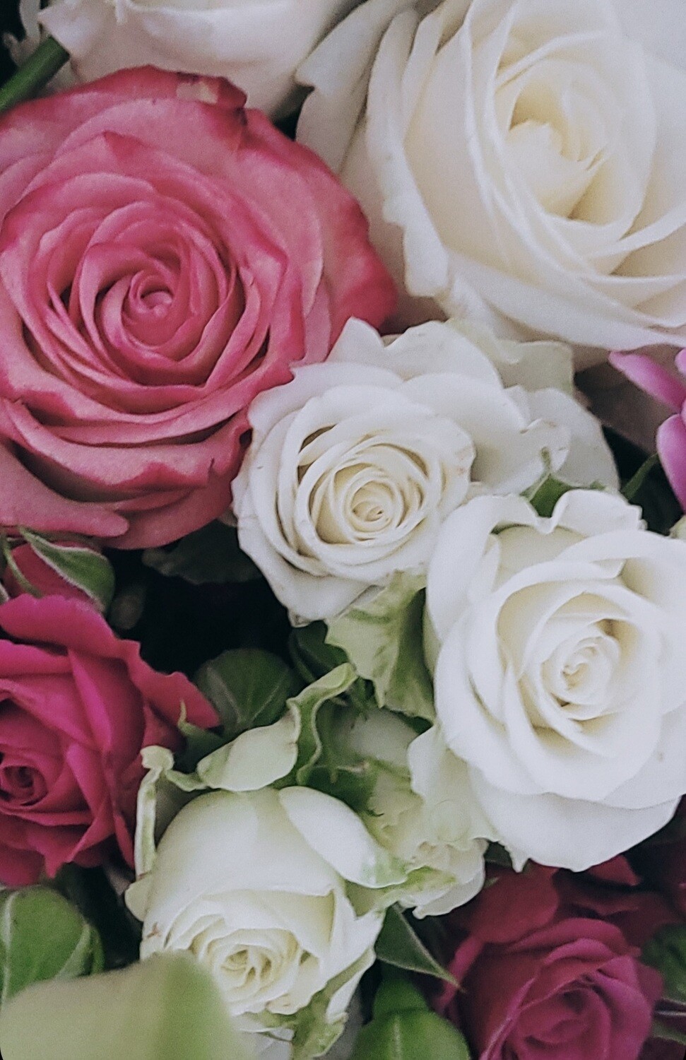 Pastel Delight