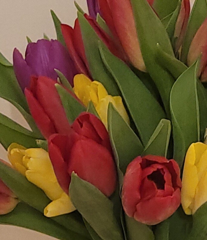 Rainbow Tulips