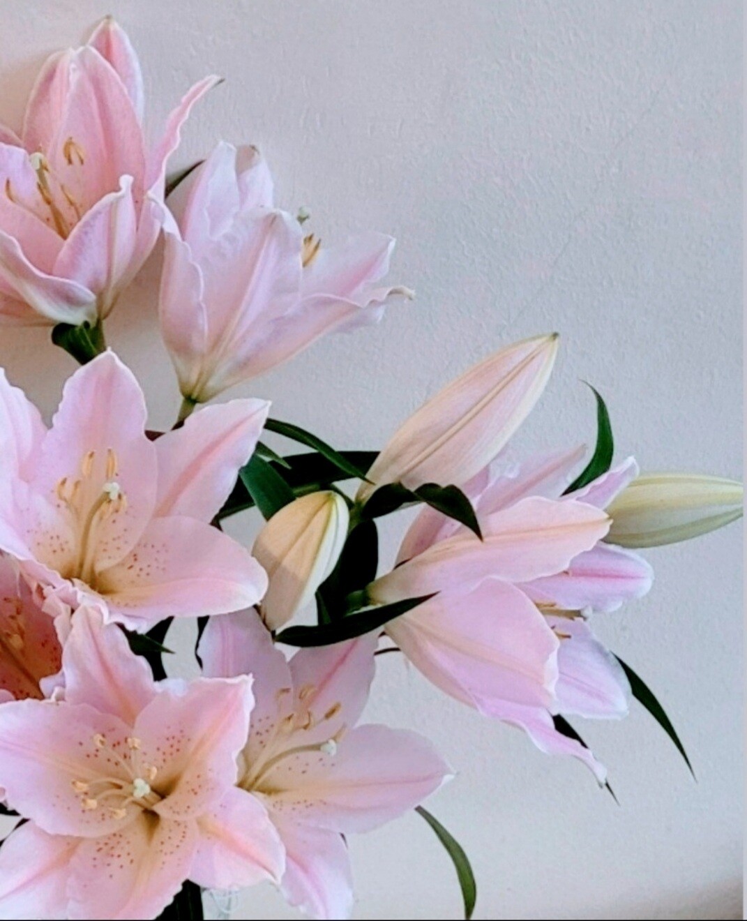 Pink Lilies