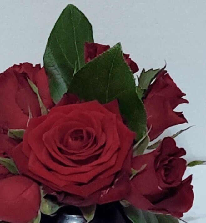 Roses in the Darkness
