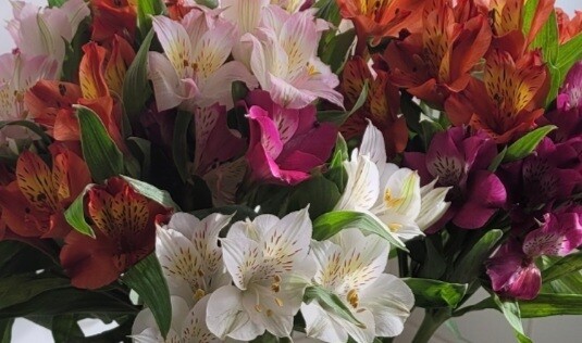 Mothers love Alstroemeria