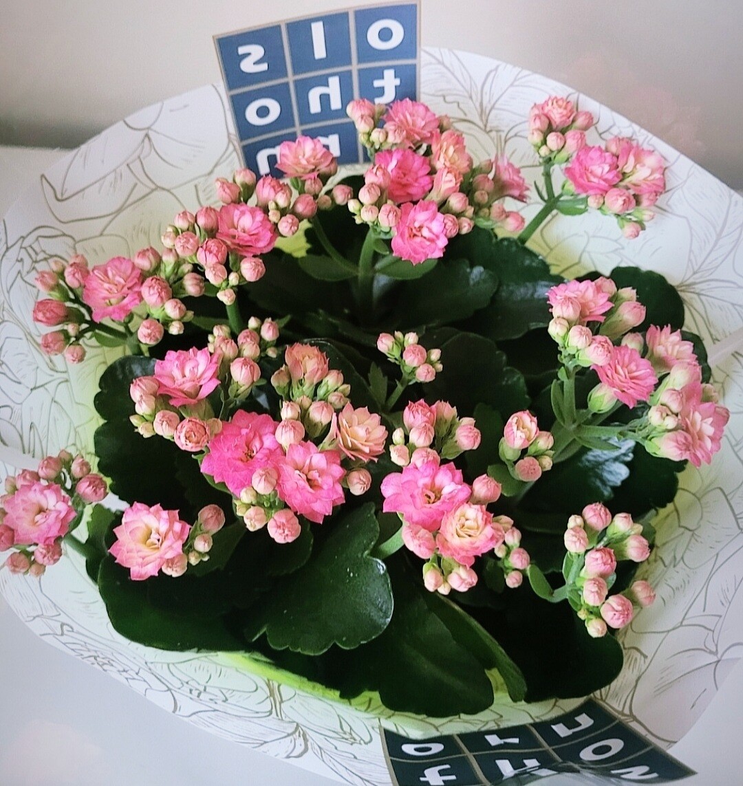 Kalanchoe