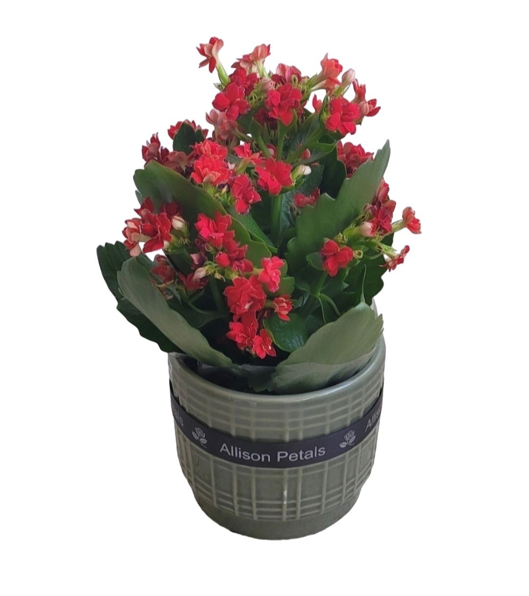 Kalanchoe