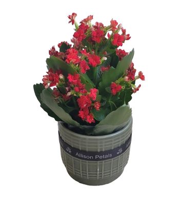 Kalanchoe