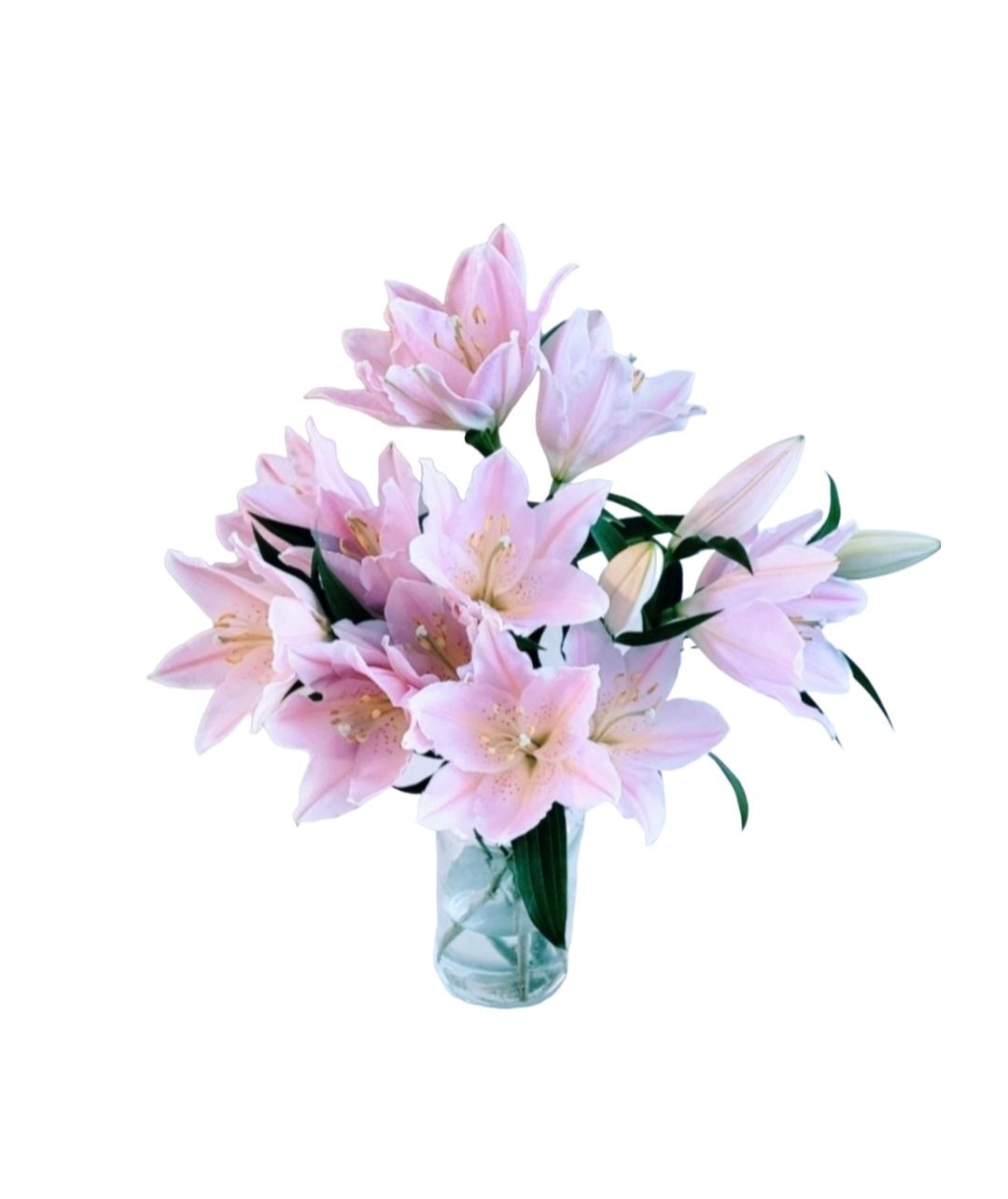Pink Lilies