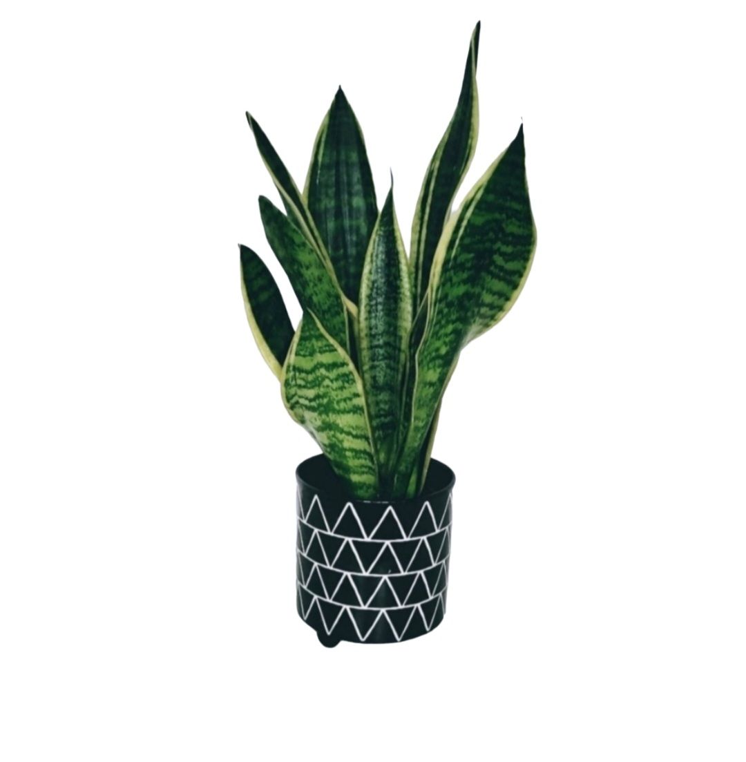 Snake Plant