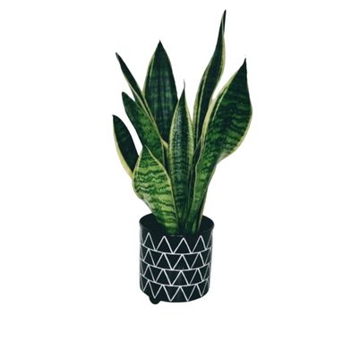 Snake Plant