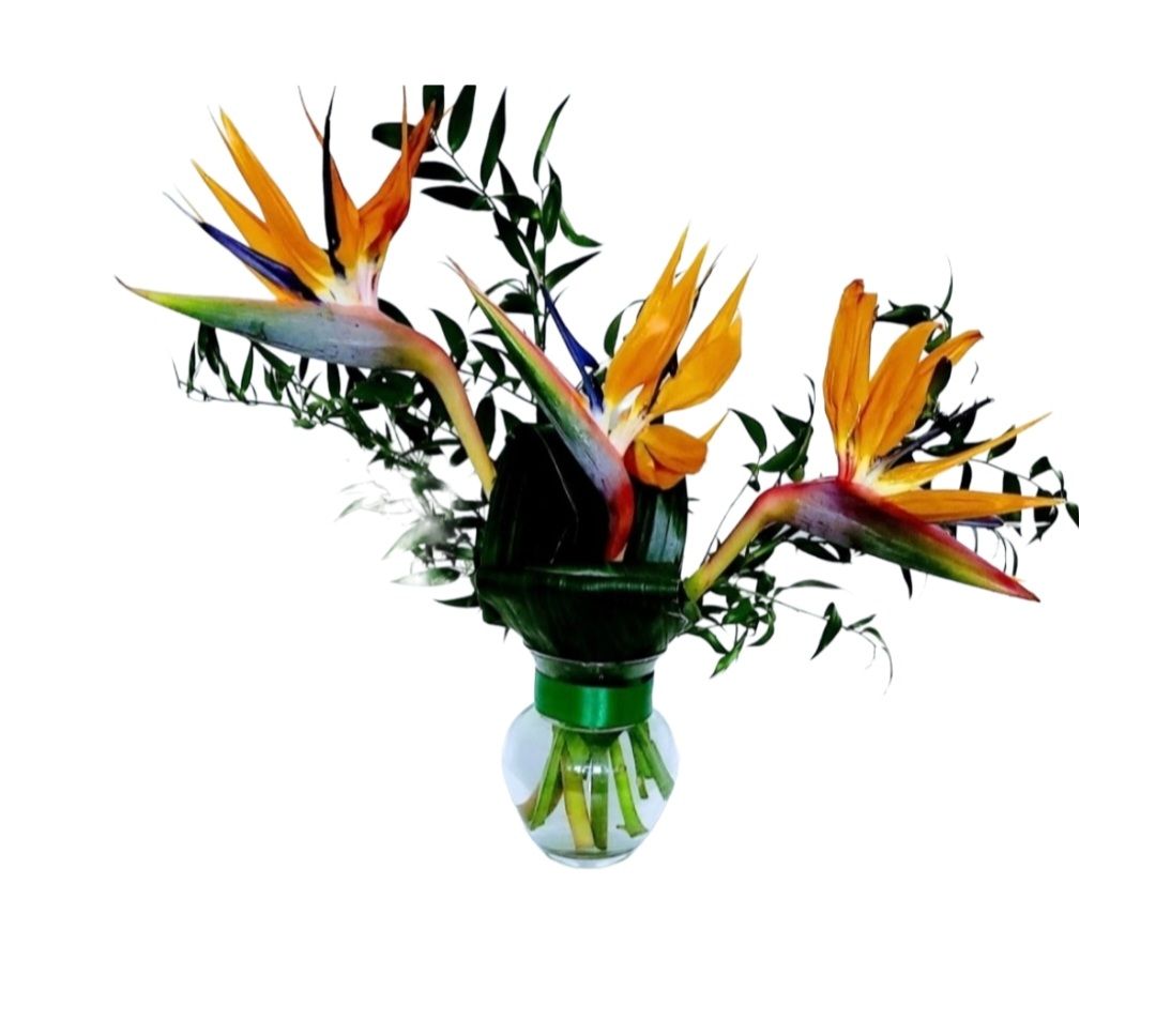 Strelitzia