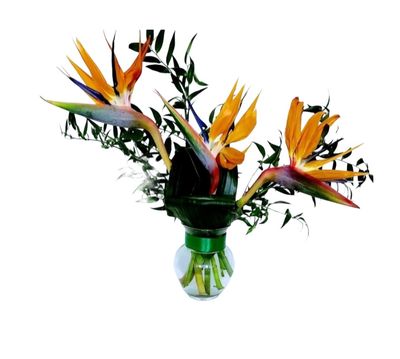 Strelitzia
