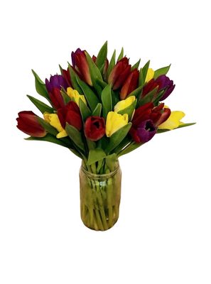 Rainbow Tulips