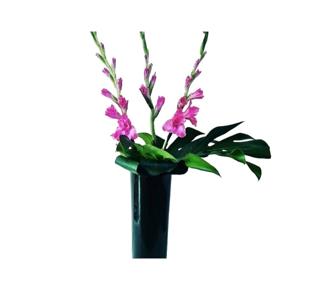 Gladiolus
