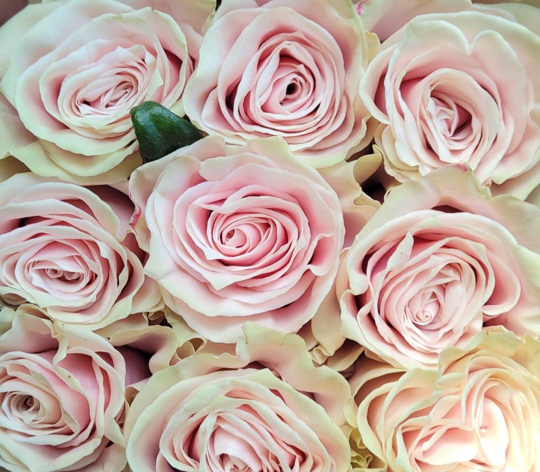 Yellow Roses