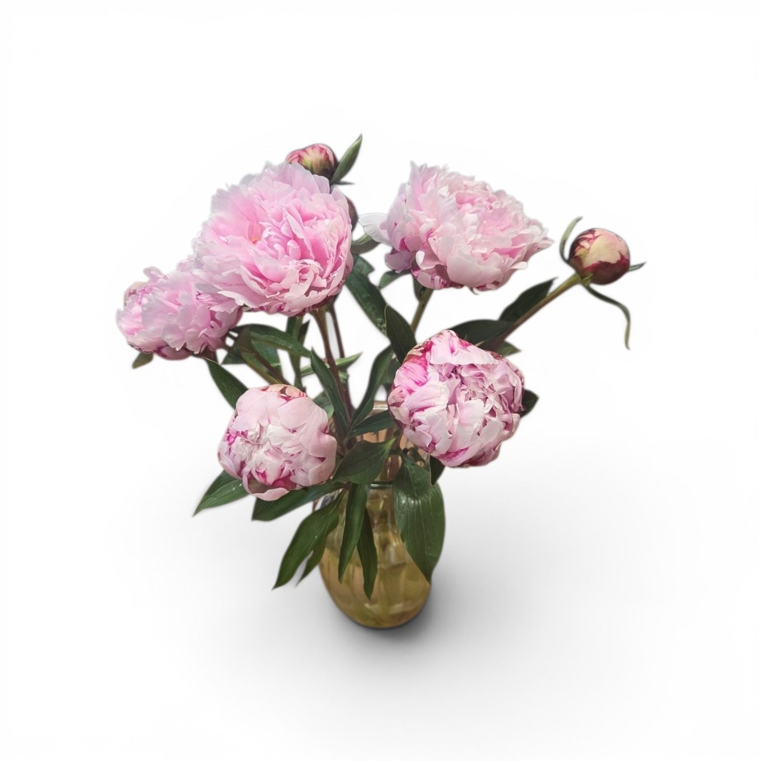 Peonies