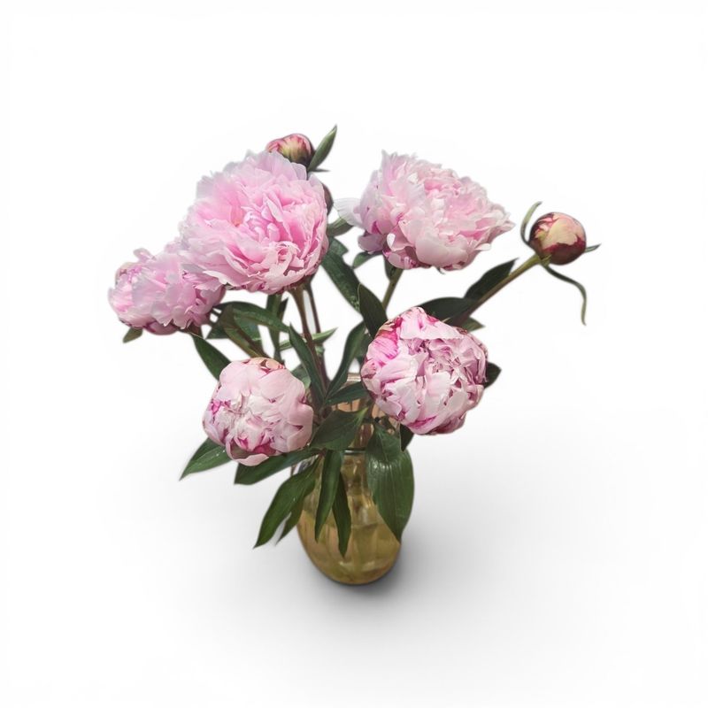 Peonies