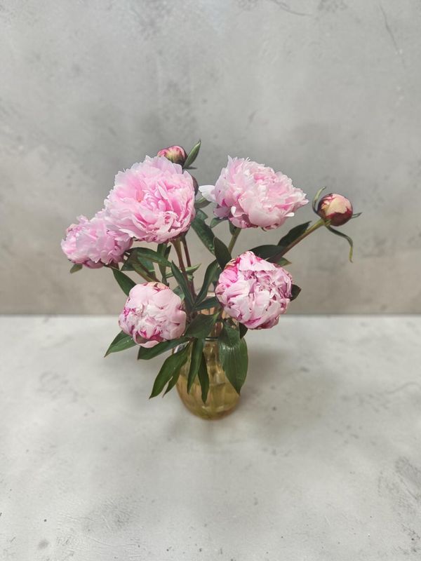 Peonies