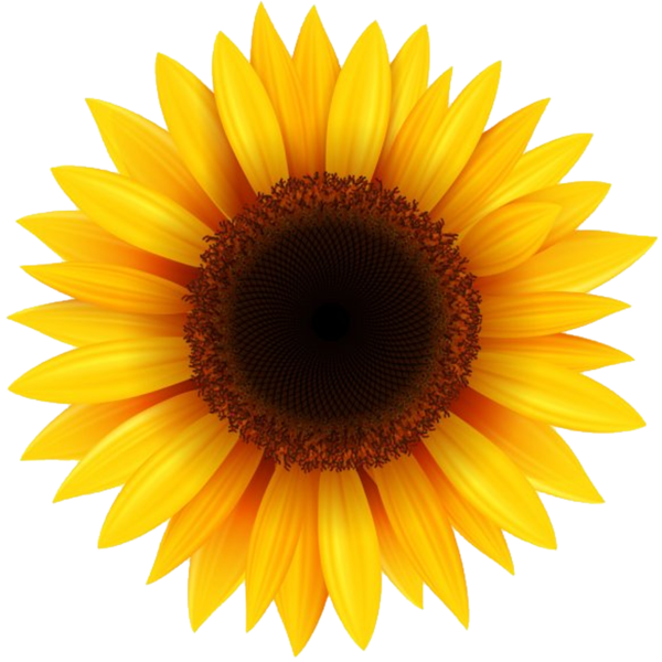 Girasoles De Esperanza