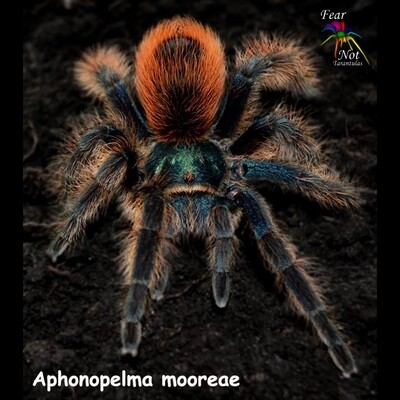 Aphonopelma mooreae (Mexican Jade Fuego Tarantula) 1 Aphonopelma mooreae (Mexican Jade Fuego Tarantula) 1