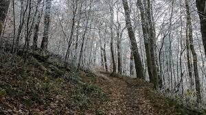 FORESTBATHING EXPERIENCE