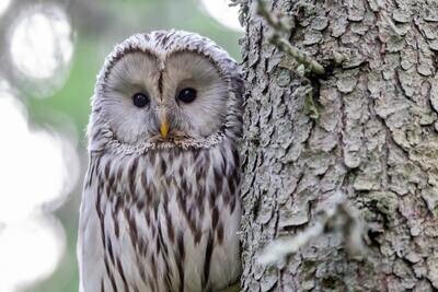 BIRDWATCHING EXPERIENCE