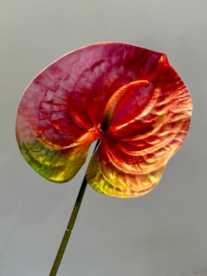 Anturio