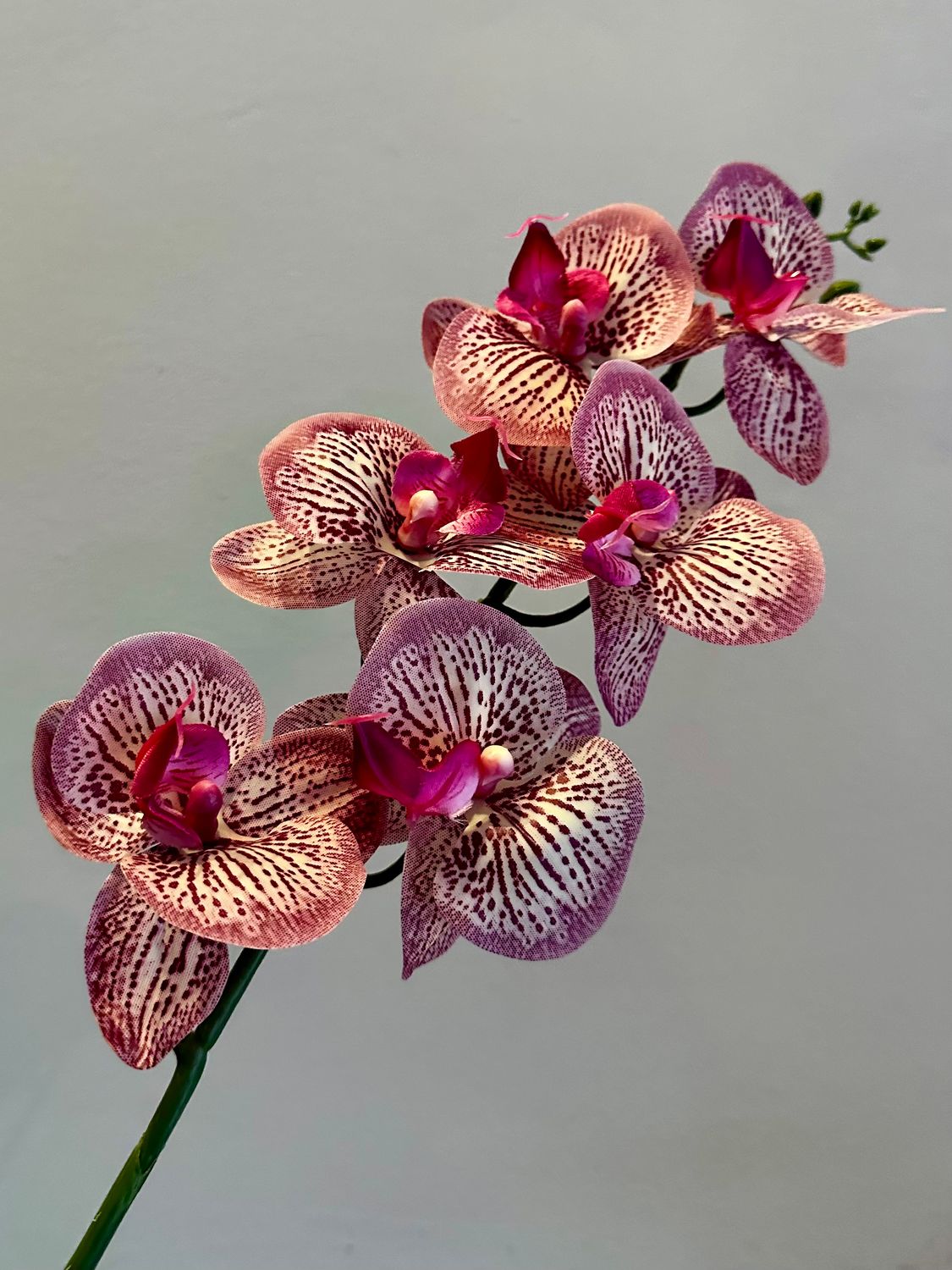 Orquídea especial lila