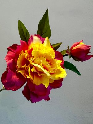 Peonia coral fucsia