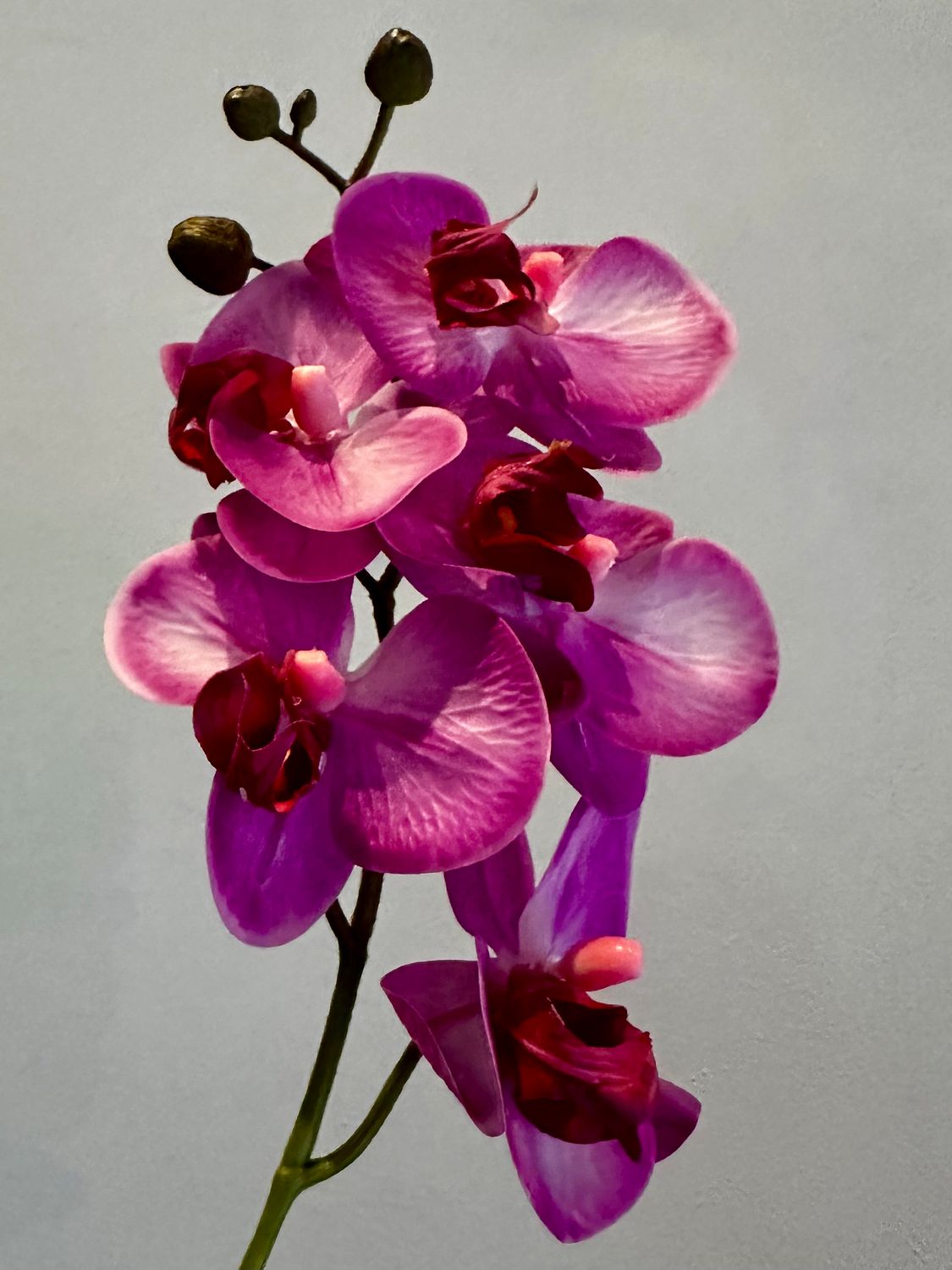 Orquídea fucsia