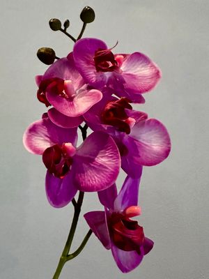 Orquídea fucsia