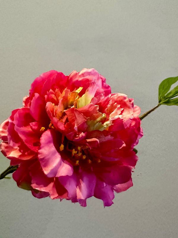 Peonia coral rosa