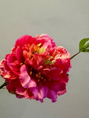 Peonia coral rosa