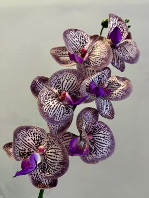 Orquídea morada