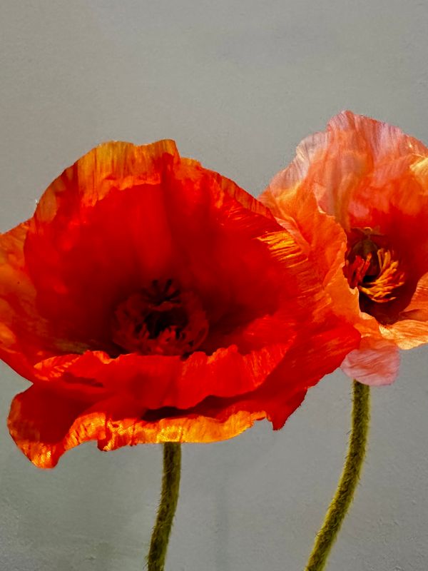 Poppy naranja