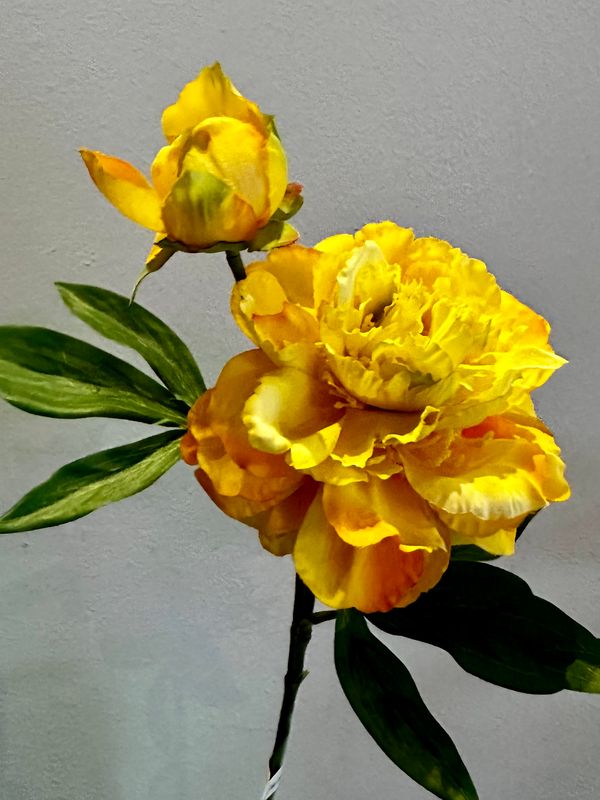 Peonia coral amarilla