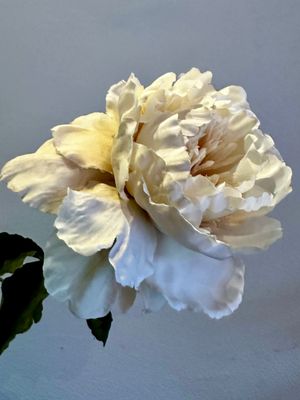 Peonia reina hueso