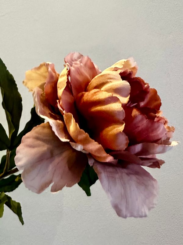 Peonia reina chocolate