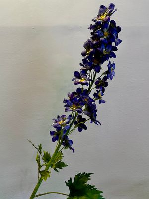 Delphinium gigante