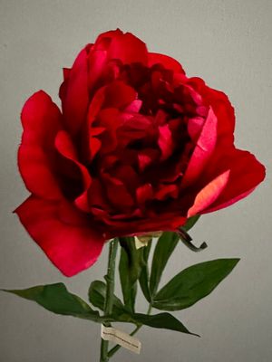 Peonia roja