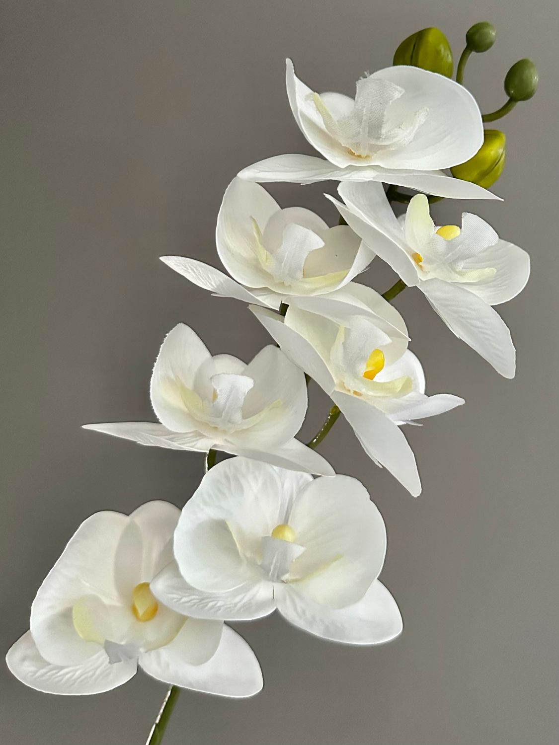 Orquídea blanca