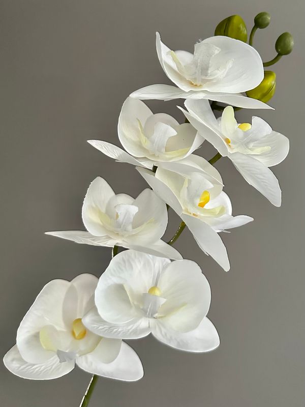 Orquídea blanca