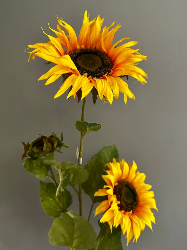 Girasol jumbo