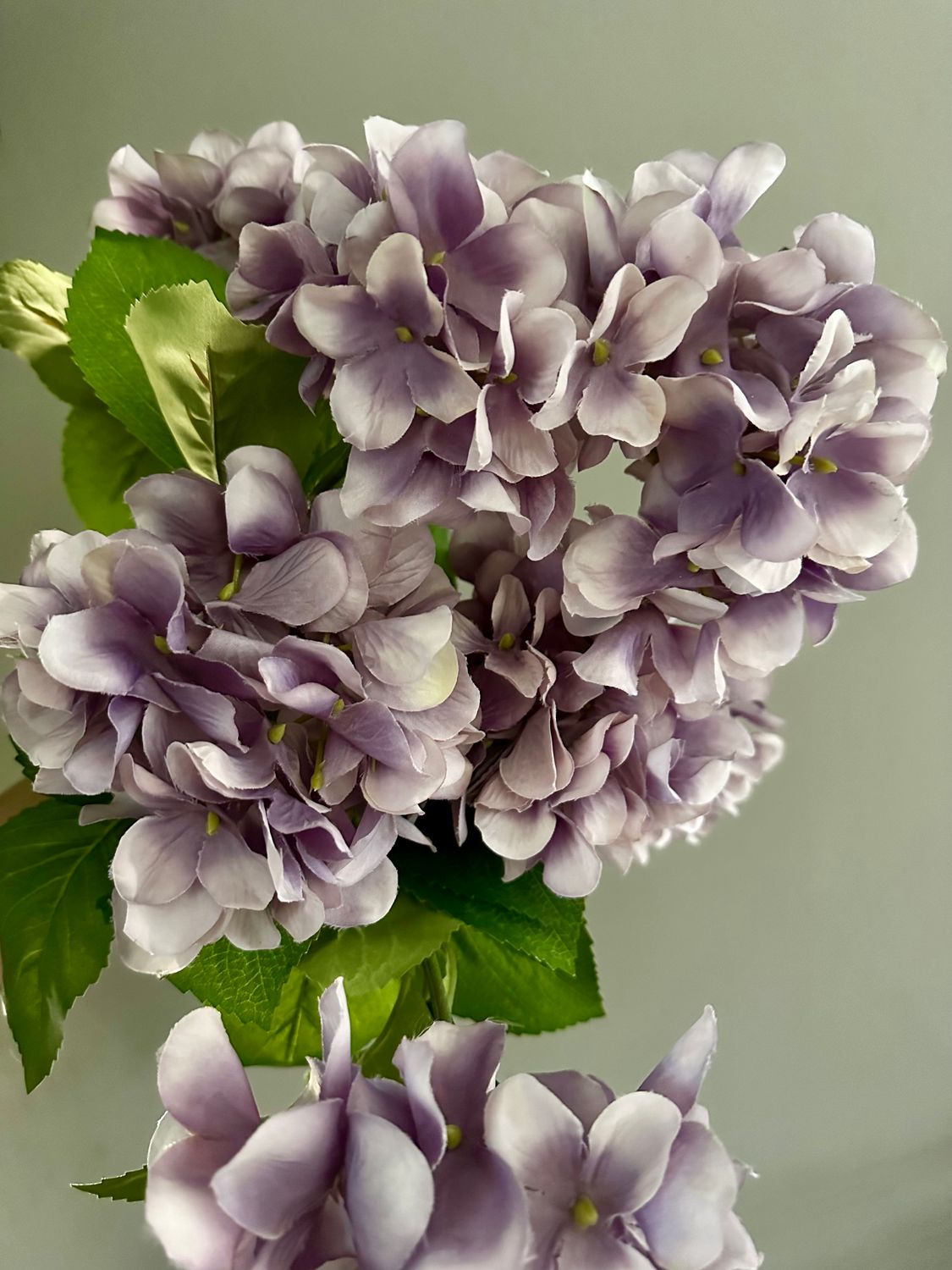 Set hortensia morada