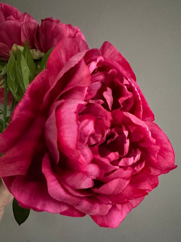 Peonia rosa mexicano