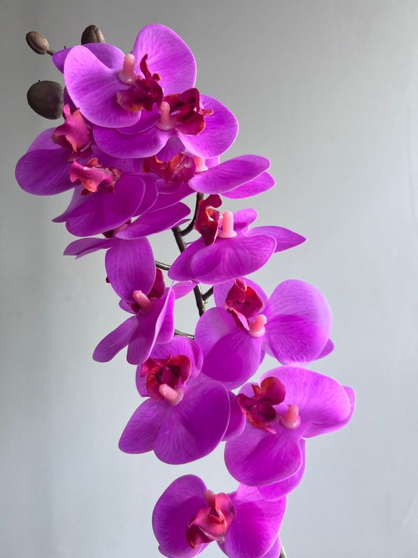 Mini orquídea rosa mexicano