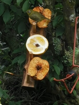 Fruit feeder