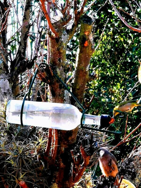 Nectar feeder
